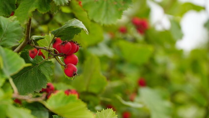 Orchard. Red ripe large-fruited hawthorn berries. Crataegus aestivalis on a background of green leaves. Red berries close-up. Crataegus.