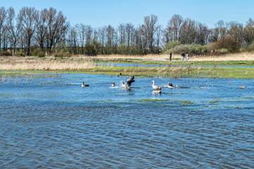 Wild birds on the lake in the city park. Sunny spring day in Kromslootpark Almere, Netherlands. People walk in nature.