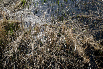 Sunshine and sun glare on the water. Marsh grass and sedge in the water of the swamp. The concept of nature, environment and water protection.