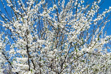 Blooming white trees against a bright blue sky. Spring Easter background with cherry blossom branches.