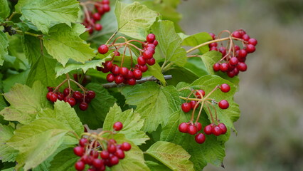 Close-up of beautiful red fruits of viburnum vulgaris. Guelder rose viburnum opulus berries and leaves in the summer outdoors. Red viburnum berries on a branch in the garden.