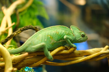 A green chameleon sits on a tree in a botanical garden