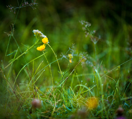 Yellow wild flowers in the early morning in the mountains. Drops of morning dew. Close-up