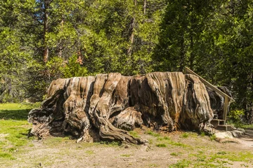 Foto op Canvas Big Stump in Sequoia National Park © Fyle