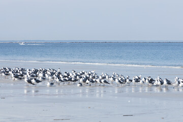 Seagulls and terns in the sand on the beach