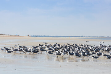 Seagulls and terns in the sand on the beach