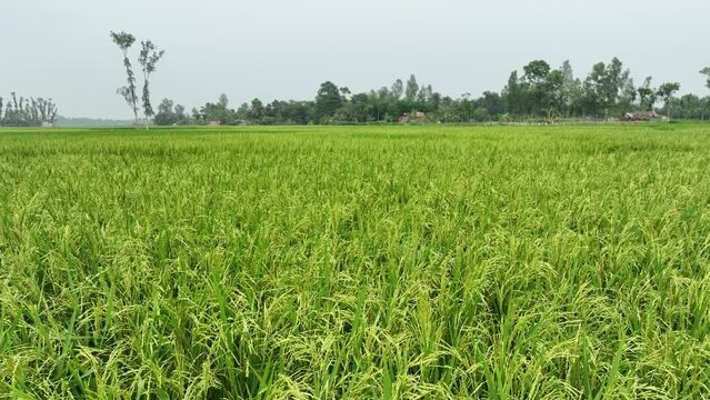 landscape rice feild aerial in bangladesh