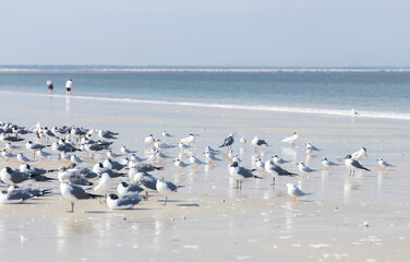 Obraz premium Seagulls and terns in the sand on the beach