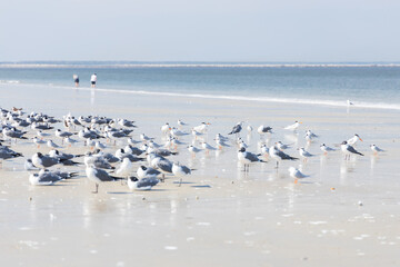 Seagulls and terns in the sand on the beach