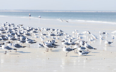 Seagulls and terns in the sand on the beach