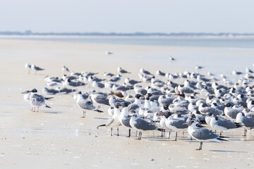 Seagulls and terns in the sand on the beach