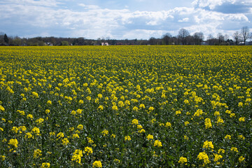Raps Feld mit gelben Blüten