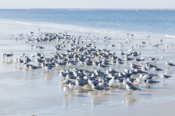 Seagulls and terns in the sand on the beach