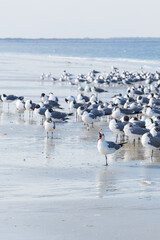 Seagulls and terns in the sand on the beach