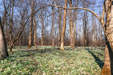 Fototapeta premium Blooming snowdrops in the forest. Lots of snowdrops, flower meadow. green grass in the forest