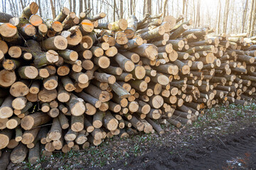 Cutting down trees in the forest, deforestation, broken trees