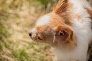 Naklejka na ściany i meble Chihuahua dog red white. Dog top view on grass background.
