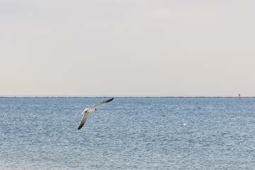 Fototapeta na wymiar Seagull flying over the ocean