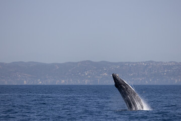 Fototapeta premium humpback breaching 