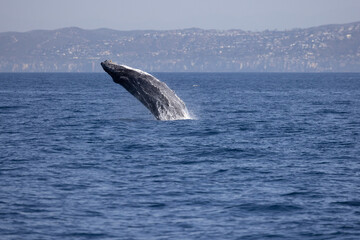 Fototapeta premium humpback whale breach 