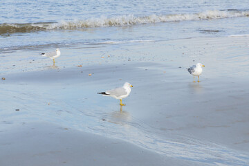 Three seagulls in the sand at the beach
