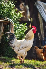 Natural rural scene. Rooster on a rural farm.