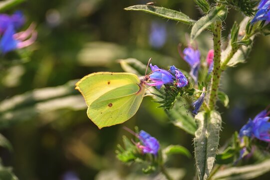 Beautiful summer flower scenery. Close up of a green butterfly on a  flower. Photo in shallow depth of field.