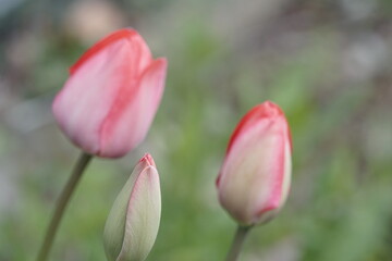 Tulipbud and flowers in the background - 498373166