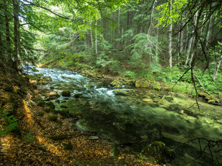 Fototapeta na wymiar Mountain river in the middle of green forest