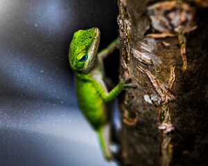 lizard on a tree