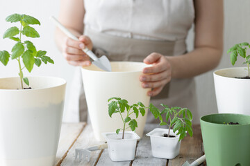 Young woman planting tomato seedlings in the ground in early spring. The concept of home urban gardening, agricultural development. Wooden table