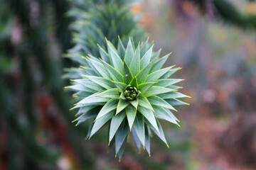 Monkey Puzzle Tree Closeup