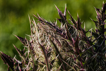 The whistling thistles 
