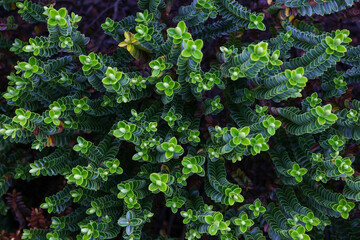 A Closeup of Verdant Shrubs