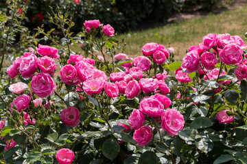 rose bush, pink, fresh beautiful bush roses on a summer day in the botanical garden