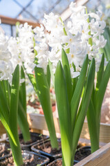 The first spring hyacinths in the sun, traditional Easter flowers. selective focus.