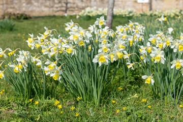 Daffodil (narcissus) flowers