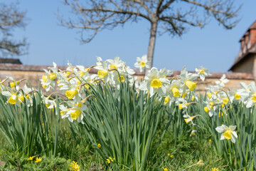 Daffodil (narcissus) flowers