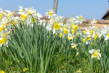 Daffodil (narcissus) flowers