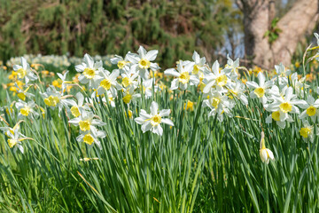 Fototapeta premium Daffodil (narcissus) flowers in bloom