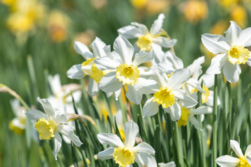 Daffodil (narcissus) flowers