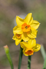 Daffodil (narcissus) flowers