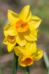Fototapeta na wymiar Daffodil (narcissus) flowers