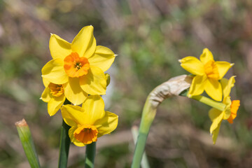 Daffodil (narcissus) flowers