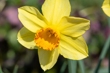 Daffodil (narcissus) flower