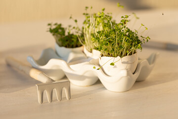 Micro-greens planted in the egg shells. Easter, springtime. Concept of home gardening, cute little garden on the windowsill. Banner copy space for text