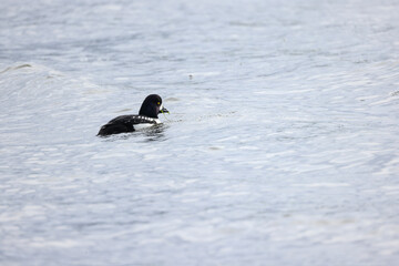 A Male Barrow's Goldeneye on the Ocean