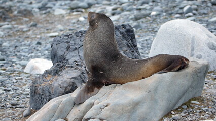 Antarctic fur seal (Arctocephalus gazella) on a rock on Half Moon Island, South Shetland Islands, Antarctica