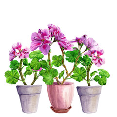 Blooming geranium in a ceramic pot. Hand drawn watercolor painting isolated on white background. Pink pelargonium flower postcard. Botanical design element. Houseplants. Fragrant bouquet.