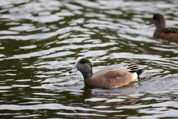 American Widgeon on the Ocean
